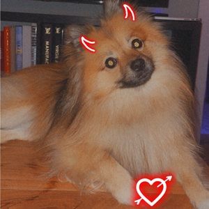 Meet your Posher, Sam